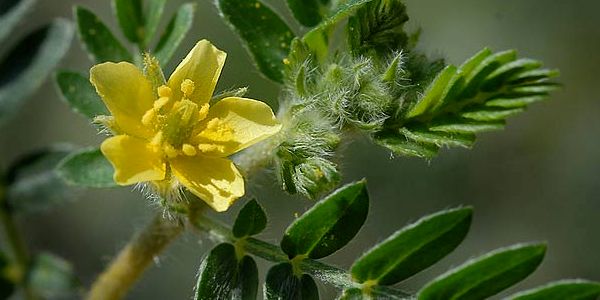 Tribulus Terrestris Tribulus-Terrestris
