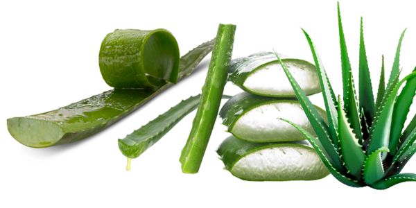 Aloe vera aloe-vera