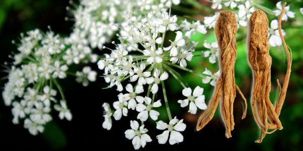 Angelica sinensis angelica-sinensis